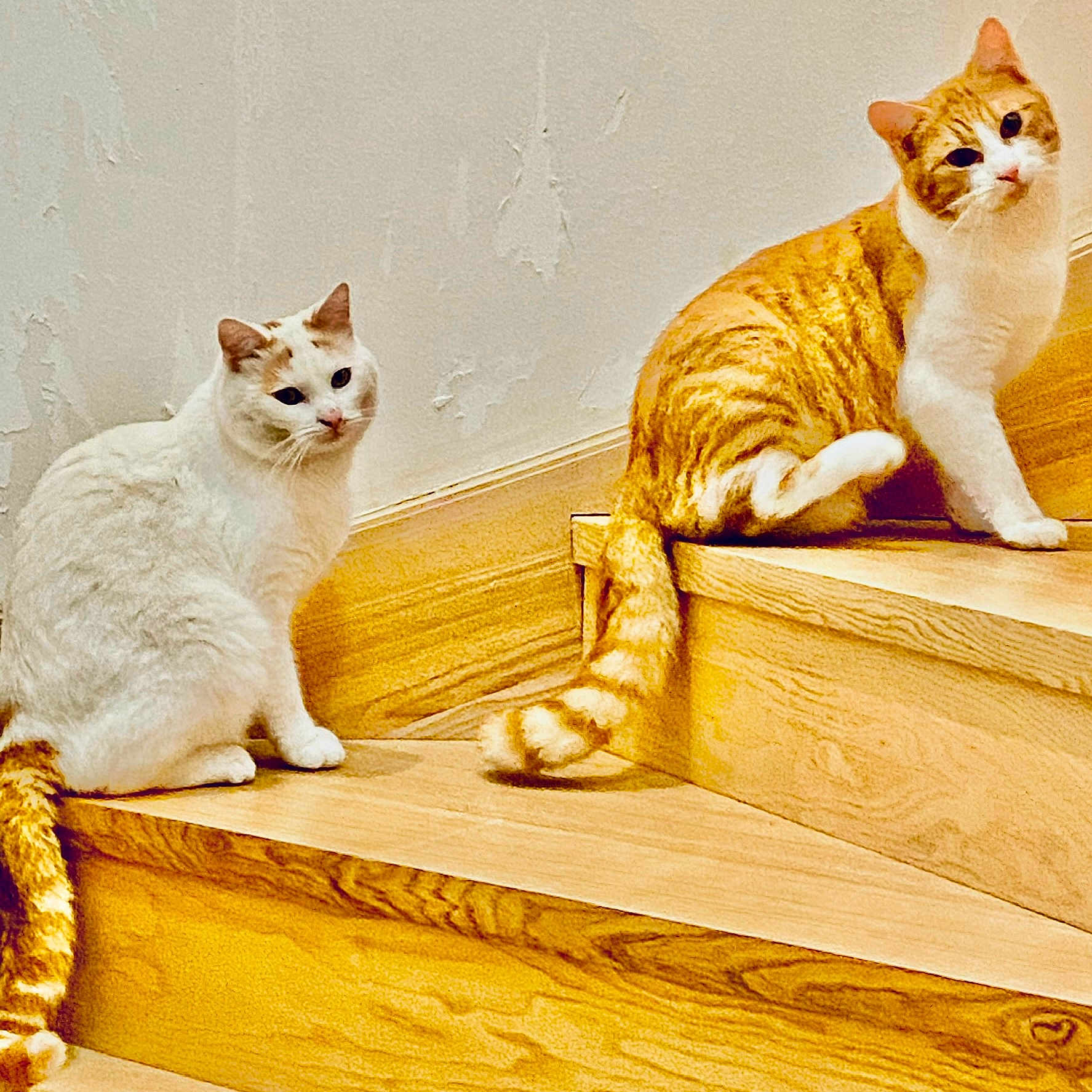 Caramel Et Nougat a rejoint le concours — aidez-le/la à gagner de superbes lots ! angora, animal, architecture, building, cat, deck, handrail, hardwood, house, housing, indoors, interiordesign, kitten, manx, pet, plywood, porch, stainedwood, staircase, wood