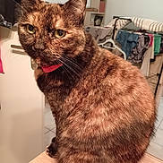 Noisette participe au concours pour gagner de l'argent avec cette photo : cat, tortoiseshell, pet, indoor, collar, furniture, wooden_surface, fur, closeup, animal, domestic, curious, background, laundry, household, eyes, whiskers, ears, sitting, portrait