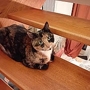 Daphné participe au concours pour gagner de l'argent avec cette photo : cat, calico_cat, wooden_stairs, indoor, pet, feline, curious, green_eyes, resting, home, furniture, stairs, animal, cute, domestic_animal, looking_up, multicolor_fur, cozy, floor, curtains