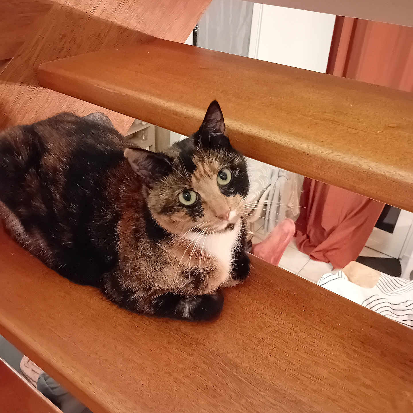 Daphné participe au concours pour gagner de l'argent avec cette photo : animal, calico_cat, cat, cozy, curious, curtains, cute, domestic_animal, feline, floor, furniture, green_eyes, home, indoor, looking_up, multicolor_fur, pet, resting, stairs, wooden_stairs