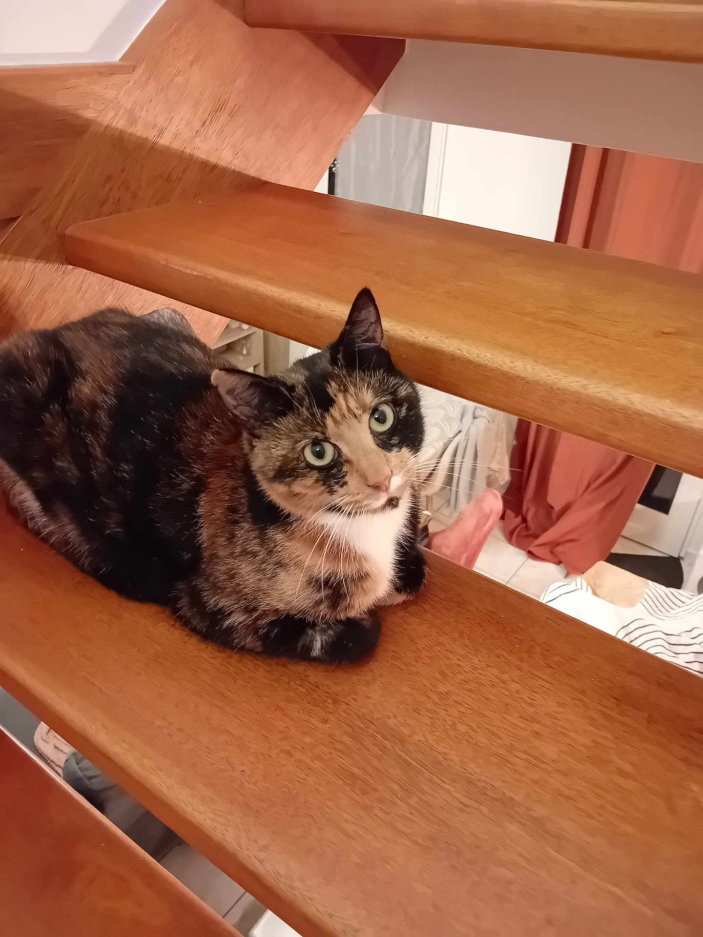 Daphné participe au concours pour gagner de l'argent avec cette photo : cat, calico_cat, wooden_stairs, indoor, pet, feline, curious, green_eyes, resting, home, furniture, stairs, animal, cute, domestic_animal, looking_up, multicolor_fur, cozy, floor, curtains