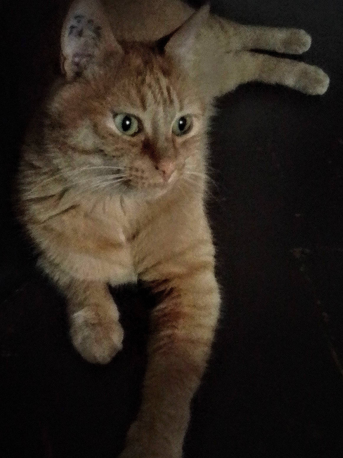 Lilou participe au concours pour gagner de l'argent avec cette photo : asian, british_semi_longhair, carnivore, cat, claw, domestic_short_haired_cat, european_shorthair, eye, fawn, felidae, fur, gesture, kitten, mammal, paw, polydactyl_cat, small_to_medium_sized_cats, tail, vertebrate, whiskers