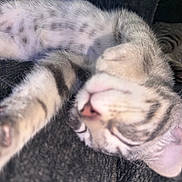 Lily is registered to the contest to win money with this photo: animal, cat, closeup, cozy, ear, feline, fur, indoor, mammal, nose, paw, pet, relaxed, resting, sleeping, soft, stretching, striped, tabby, whiskers