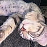 animal, cat, closeup, cozy, ear, feline, fur, indoor, mammal, nose, paw, pet, relaxed, resting, sleeping, soft, stretching, striped, tabby, whiskers