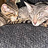 Lily joined the competition — help win amazing prizes! animal, cat, closeup, companion, cozy, cute, feline, fur, indoor, kitten, nap, paw, peaceful, pet, resting, sleeping, soft, striped, whiskers, young