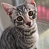 Lily is registered to the contest to win money with this photo: animal, cat, closeup, curious, cute, ears, eyes, fur, indoor, kitten, mammal, pet, portrait, sitting, soft_light, tabby, tilted_head, whiskers, window, young