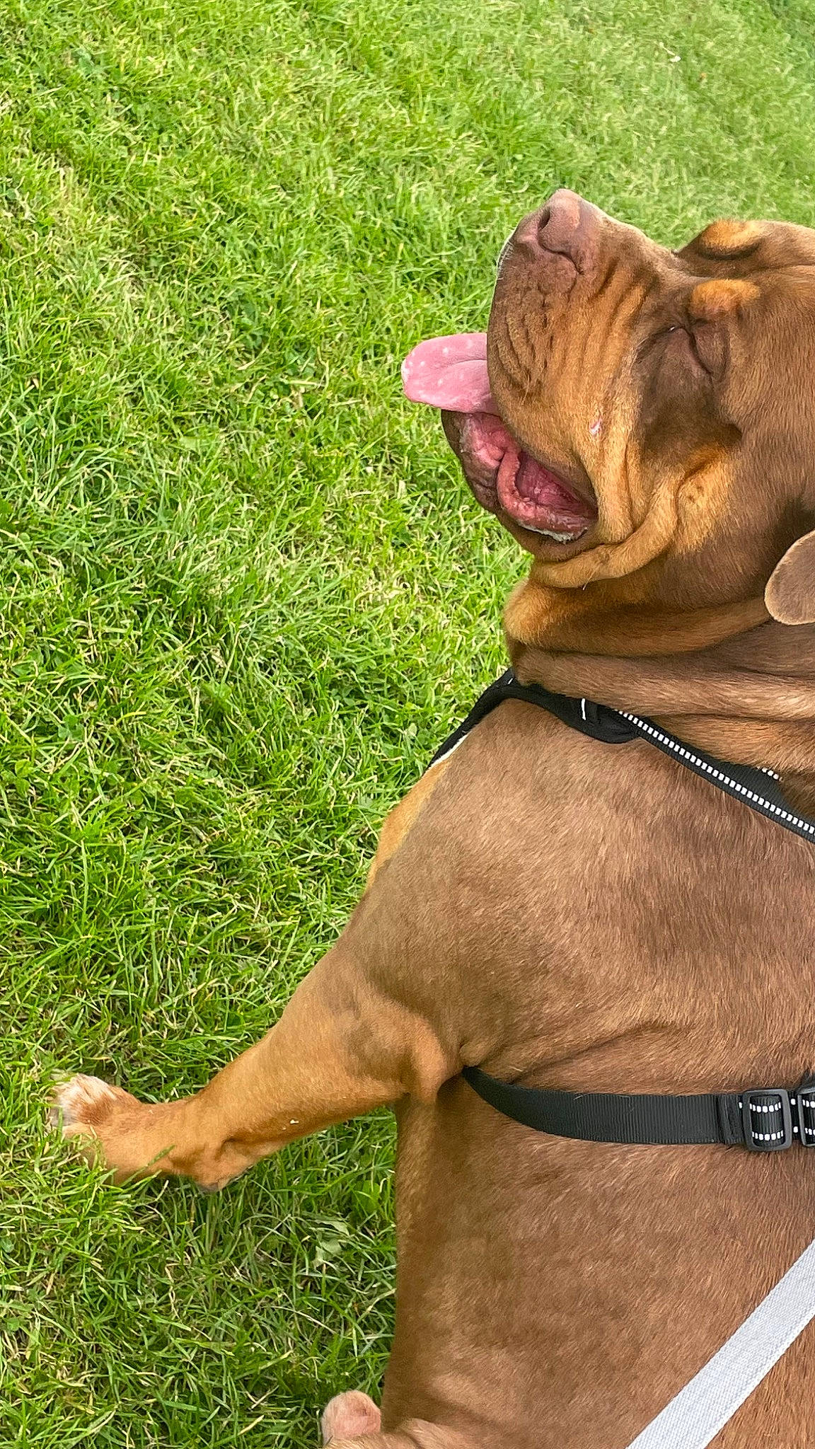 Thunder is registered to the contest to win money with this photo: carnivore, collar, companion_dog, dog, dog_breed, dog_collar, fashion_accessory, fawn, grass, grassland, groundcover, leash, liver, pet_supply, plant, snout, sporting_group, terrestrial_animal, working_animal, wrinkle