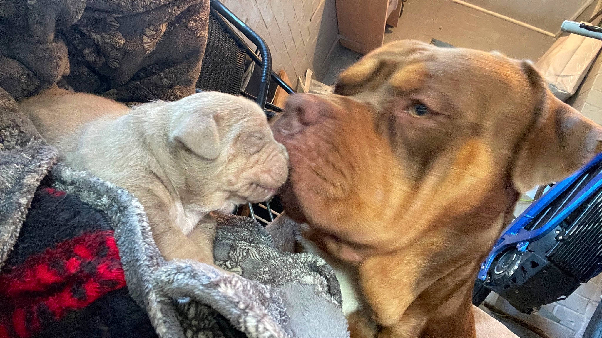 Thunder joined the competition — help win amazing prizes! canidae, carnivore, collar, companion_dog, dog, dog_breed, dog_collar, fawn, fur, guard_dog, liver, molosser, non_sporting_group, shar_pei, snout, sporting_group, whiskers, working_animal, working_dog, wrinkle