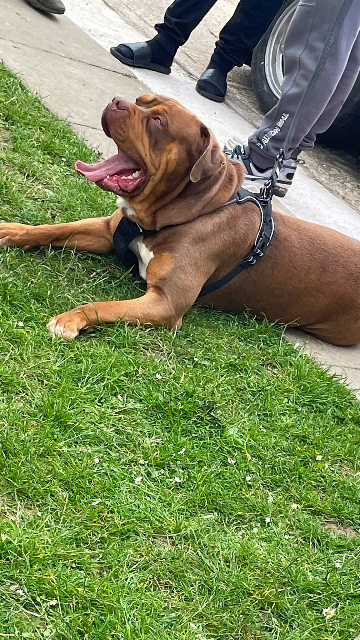 Thunder is registered to the contest to win money with this photo: canidae, carnivore, collar, companion_dog, dog, dog_breed, dog_collar, dog_supply, fawn, foot, grass, hat, human_leg, leash, liver, plant, snout, sporting_group, working_animal, wrinkle