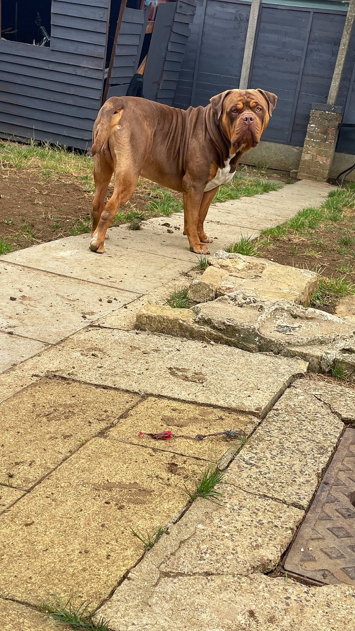 Thunder is registered to the contest to win money with this photo: carnivore, collar, companion_dog, dog, dog_breed, dog_collar, fawn, flooring, grass, gun_dog, leash, liver, plant, road_surface, sidewalk, tail, terrestrial_animal, wood, working_animal, wrinkle