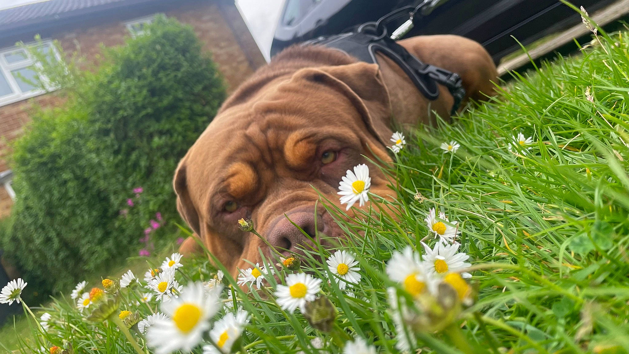 Thunder joined the competition — help win amazing prizes! annual_plant, camomile, carnivore, chamaemelum_nobile, companion_dog, dog, fawn, flower, grass, groundcover, lawn, liver, meadow, oxeye_daisy, people_in_nature, petal, plant, tree, working_animal, wrinkle