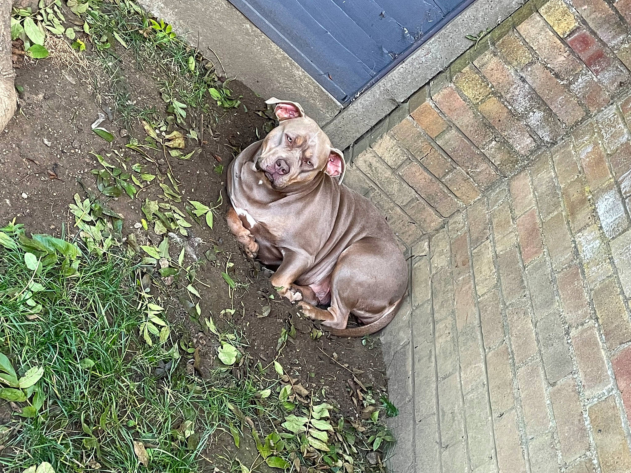 Storm is registered to the contest to win money with this photo: amphibian, asphalt, carnivore, companion_dog, dog, dog_breed, fawn, felidae, grass, groundcover, plant, road_surface, sidewalk, snout, soil, sporting_group, tail, terrestrial_animal, toad, working_animal