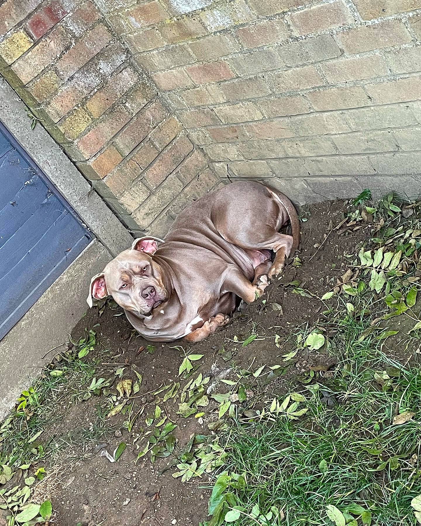 Storm joined the competition — help win amazing prizes! art, asphalt, carnivore, companion_dog, dog_breed, fawn, felidae, flooring, grass, plant, road_surface, sidewalk, snout, sporting_group, tail, terrestrial_animal, whiskers, wildlife, wood, wrinkle