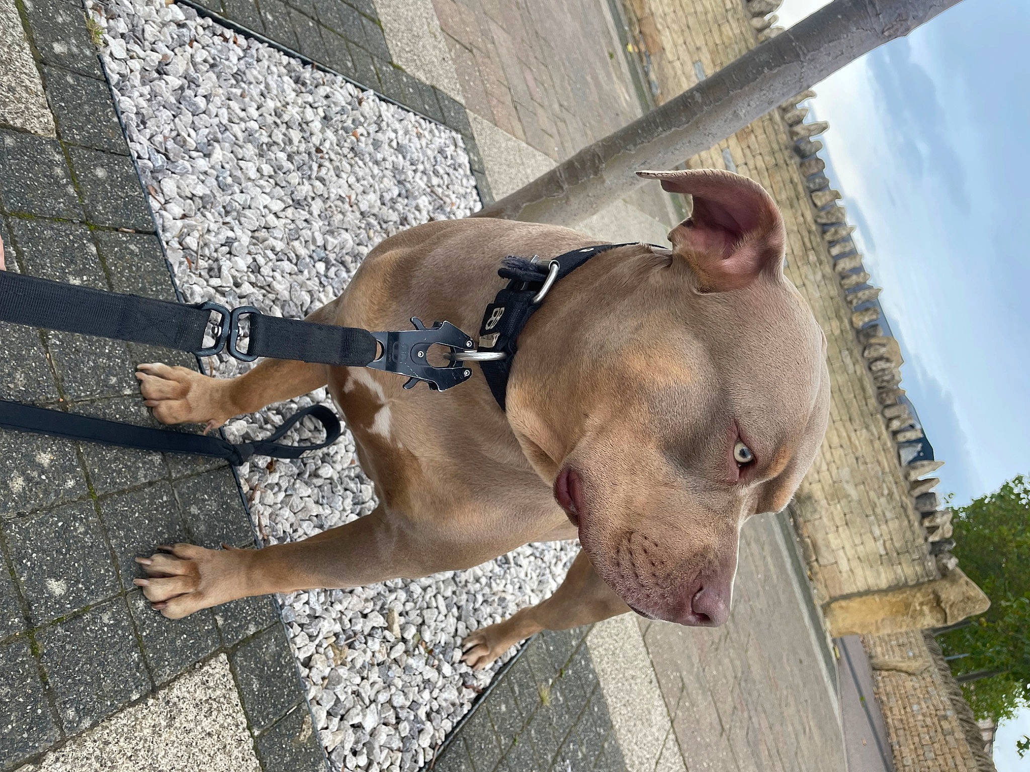 Storm joined the competition — help win amazing prizes! canidae, carnivore, cloud, collar, companion_dog, dog, dog_breed, dog_collar, dog_supply, fawn, leash, liver, pet_supply, road, road_surface, sky, snout, sporting_group, working_animal, wrinkle