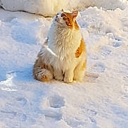 Vincent a rejoint le concours — aidez-le/la à gagner de superbes lots ! abyssinian, angora, animal, arcticfox, blizzard, canine, cat, coyote, dog, fox, husky, ice, kitten, lesserpanda, manx, nature, outdoors, pet, snow, winter