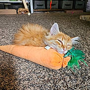 Chip joined the competition — help win amazing prizes! kitten, orange_cat, plush_toy, carrot_toy, sleeping, indoor, carpet, pet, cute, feline, cozy, toy, furry, relaxed, animal, resting, home, floor, small_cat, domestic_cat