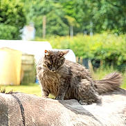 Chouchou a rejoint le concours — aidez-le/la à gagner de superbes lots ! animal, blurred_background, calm, cat, cute, daylight, domestic_animal, donkey, farm, fur, grass, gray_cat, greenery, mammal, nature, outdoor, peaceful, perched, pet, sunny