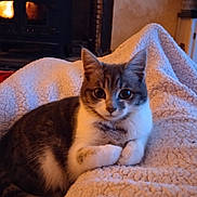 Chipie a rejoint le concours — aidez-le/la à gagner de superbes lots ! animal, blanket, cat, comfort, cozy, curious, cute, domestic, eyes, feline, fireplace, fur, home, indoor, mammal, pet, relaxed, resting, texture, warm