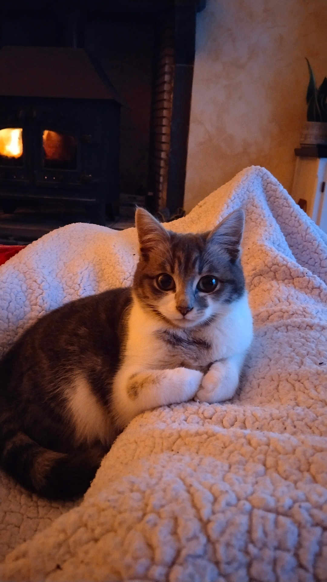 Chipie a rejoint le concours — aidez-le/la à gagner de superbes lots ! animal, blanket, cat, comfort, cozy, curious, cute, domestic, eyes, feline, fireplace, fur, home, indoor, mammal, pet, relaxed, resting, texture, warm