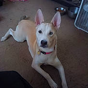 Aurora is registered to the contest to win money with this photo: dog, indoor, carpet, pet_food_bowl, fan, blanket, collar, animal, ears, light_color, pet, floor, looking, lying_down, domestic, living_room, furniture, home, canine, relaxed