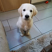 Alto participe au concours pour gagner de l'argent avec cette photo : adorable, animal, cozy, cute, dog, domestic, floor, fur, home, indoor, looking_up, pet, playful, puppy, rug, sitting, tile, toy, white, young