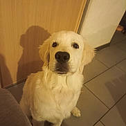 Alto a rejoint le concours — aidez-le/la à gagner de superbes lots ! dog, puppy, golden_retriever, indoor, tile_floor, wooden_door, shadow, pet, canine, young_dog, looking_up, fur, cute, animal, companion, domestic, mammal, sitting, curious, warm_lighting