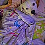 dog, bed, blanket, indoor, pet, white_dog, cozy, patterned_blanket, cute, lying_down, canine, fur, animal, domestic_animal, bedroom, resting, looking_at_camera, soft_lighting, comfort, sleeping_area