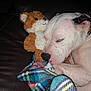 dog, sleeping, stuffed_toy, teddy_bear, blanket, plaid, couch, leather, resting, pet, cozy, indoor, snuggling, white_dog, black_spot, animal, relaxation, comfort, close_up, quiet