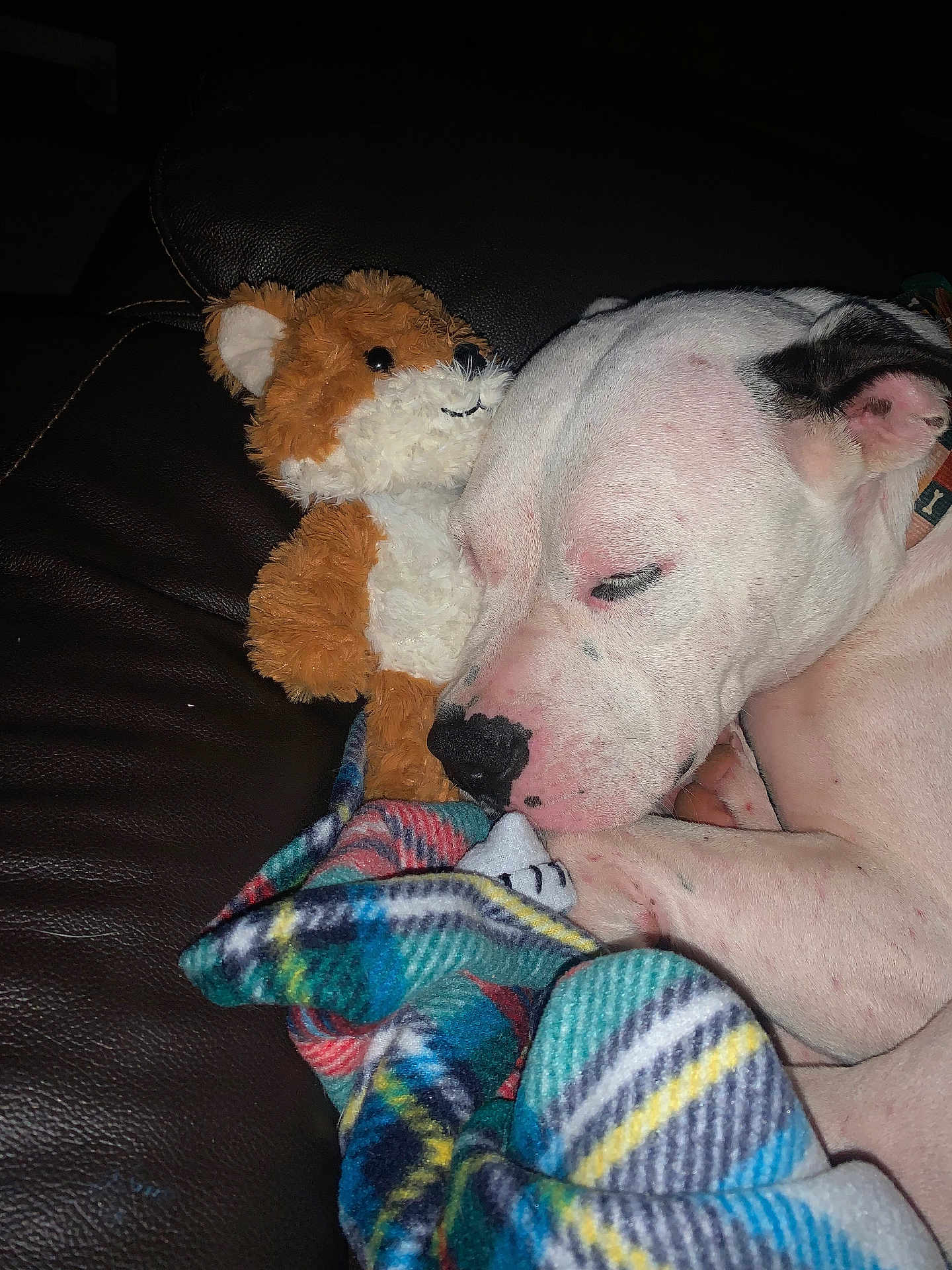 Luna joined the competition — help win amazing prizes! dog, sleeping, stuffed_toy, teddy_bear, blanket, plaid, couch, leather, resting, pet, cozy, indoor, snuggling, white_dog, black_spot, animal, relaxation, comfort, close_up, quiet