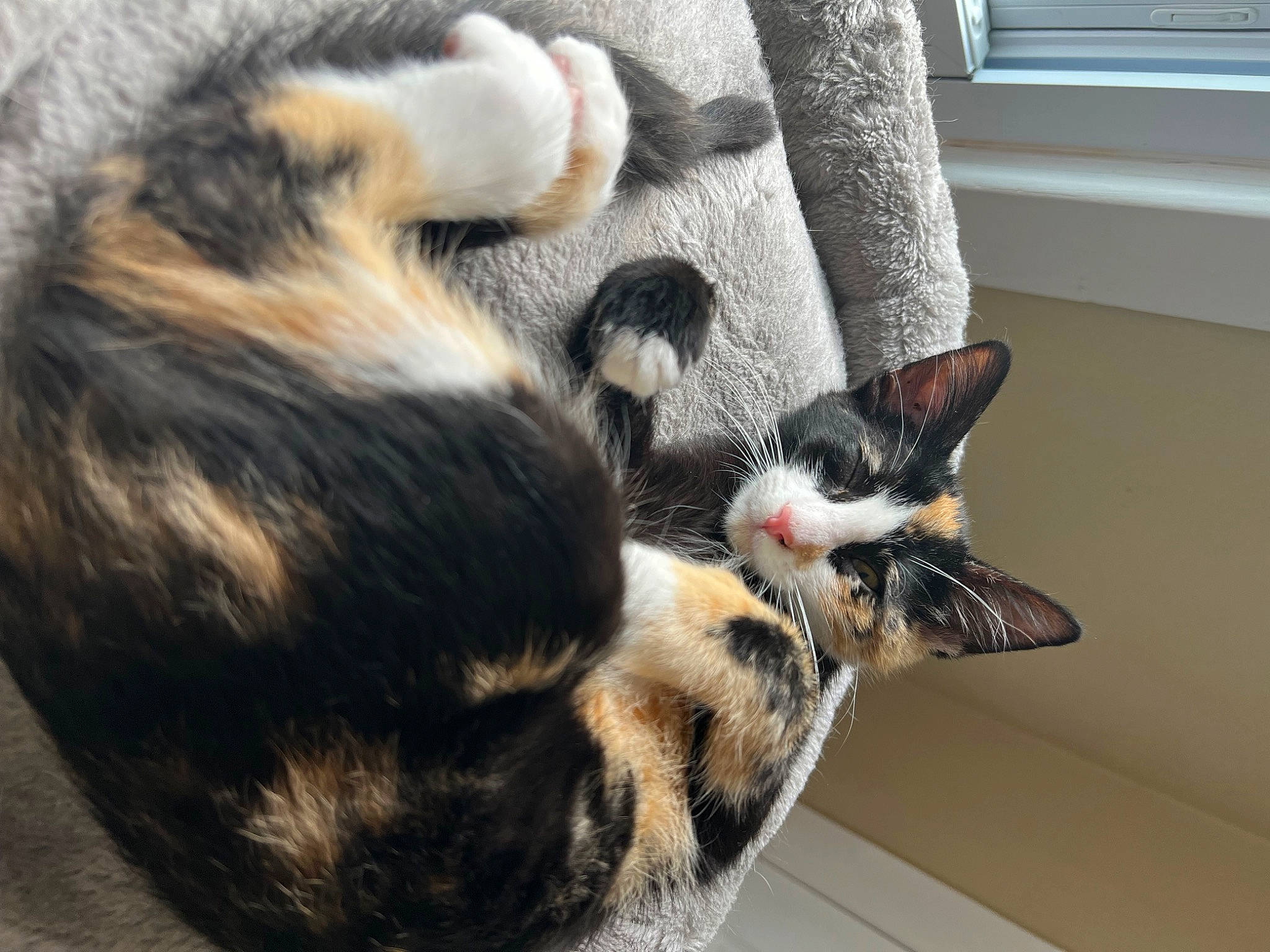 Ana joined the competition — help win amazing prizes! carnivore, cat, claw, comfort, couch, domestic_short_haired_cat, eye, felidae, flooring, foot, fur, nap, paw, room, small_to_medium_sized_cats, snout, tail, terrestrial_animal, tree, whiskers