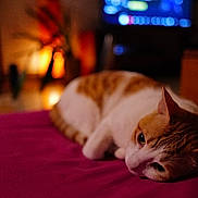 Léo participe au concours pour gagner de l'argent avec cette photo : cat, pet, feline, indoor, cozy, bokeh, warm_lighting, blanket, pink_blanket, lazy, lying_down, portrait, close_up, shallow_depth_of_field, living_room, tv_screen, furniture, plant, night, soft_focus