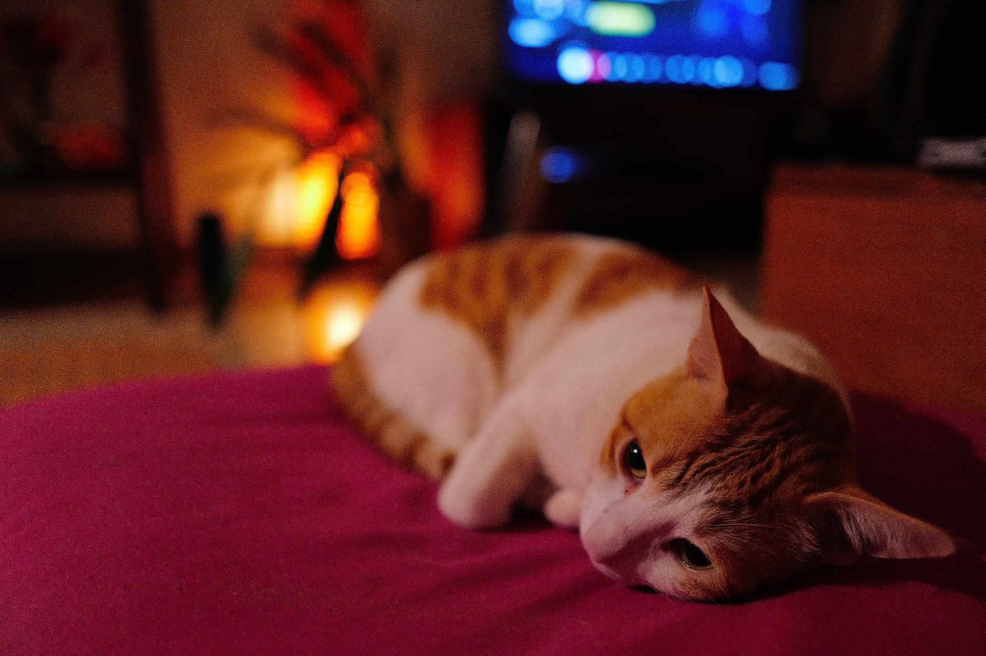 Léo participe au concours pour gagner de l'argent avec cette photo : cat, pet, feline, indoor, cozy, bokeh, warm_lighting, blanket, pink_blanket, lazy, lying_down, portrait, close_up, shallow_depth_of_field, living_room, tv_screen, furniture, plant, night, soft_focus