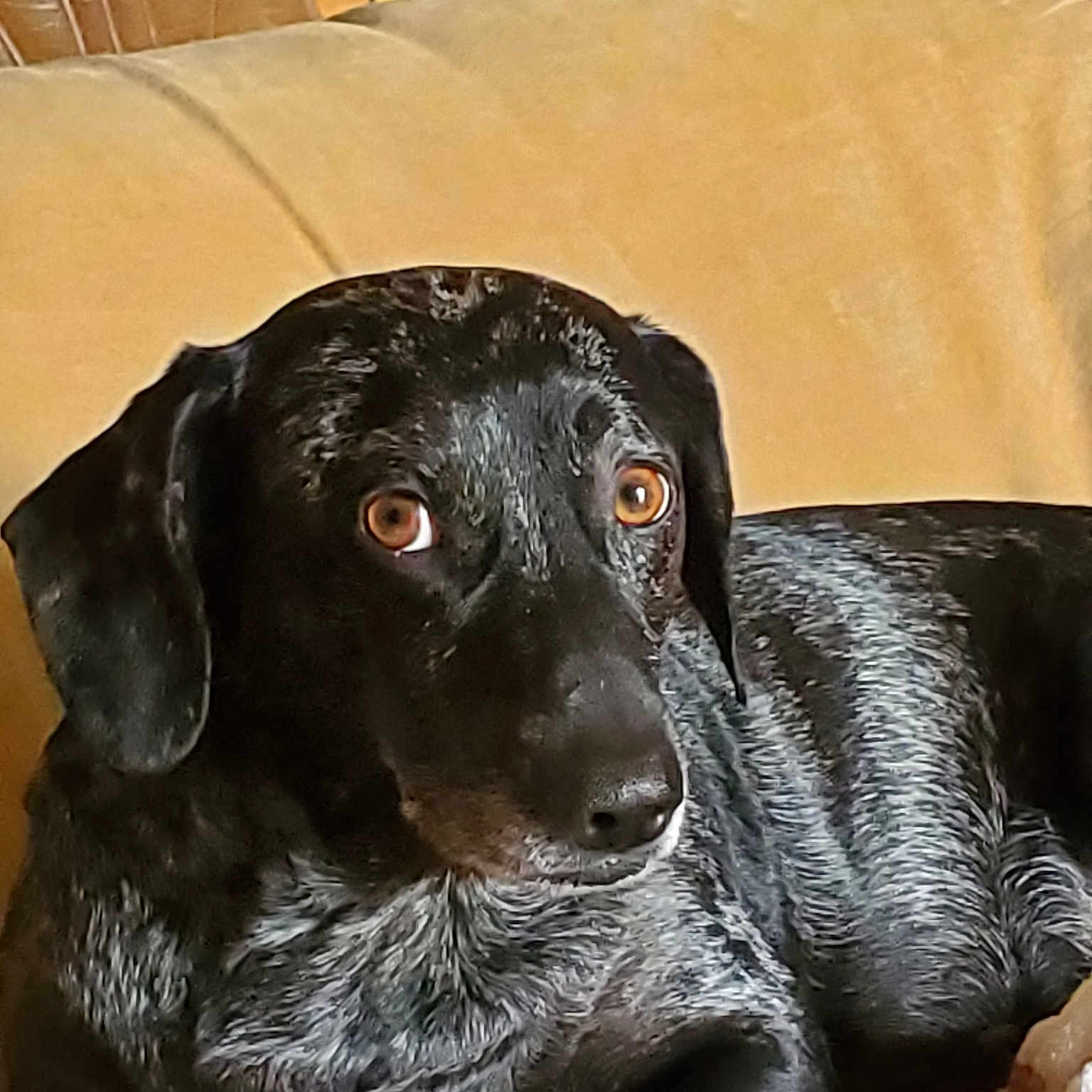 Apache joined the competition — help win amazing prizes! beagador, canidae, carnivore, dog, dog_breed, hunting_dog, labrador_retriever, mammal, plott_hound, pointer, pointing_breed, retriever, snout, sporting_group, vertebrate, whiskers