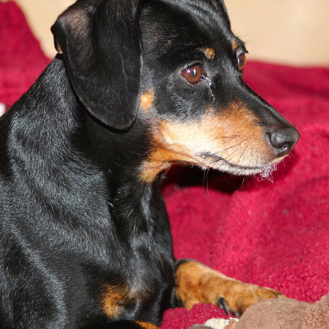 Rocky