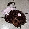 puppy, dog, brown, curly_fur, pet_clothing, pink_flower, floor_tiles, looking_up, cute, small_dog, indoor, adorable, animal, companion, domestic_animal, fur, mammal, pet_accessory, playful, young_dog