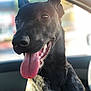 Pania a rejoint le concours — aidez-le/la à gagner de superbes lots ! dog, black_dog, tongue_out, pet, canine, inside_car, sunlight, happy, close_up, portrait, animal, leash, chain, ears_up, smiling, teeth, fur, domestic_animal, window, daylight
