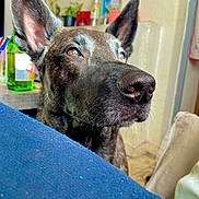 Pania a rejoint le concours — aidez-le/la à gagner de superbes lots ! dog, close_up, indoor, ears, whiskers, nose, brown_eyes, fur, curious, pet, houseplant, bottle, furniture, fabric, table, background, domestic, animal, portrait, cozy