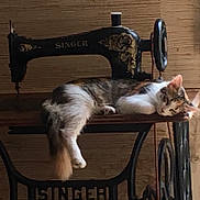 Ella participe au concours pour gagner de l'argent avec cette photo : cat, sleeping, antique, sewing_machine, vintage, indoor, furniture, wood, relaxing, pet, animal, resting, calm, brown, black, white, decor, quiet, home, cozy