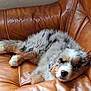 Alma participe au concours pour gagner de l'argent avec cette photo : animal, brown_leather_chair, closeup, companion, cozy, cute, dog, domestic_animal, fluffy, fur, furniture, indoor, napping, pet, puppy, relaxed, resting, sleeping, tricolor, young_dog