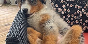 Alma a rejoint le concours — aidez-le/la à gagner de superbes lots ! animal, blue_eyes, cozy, cushion, cute, dog, floral_pattern, fluffy, fur, home, nibble, outdoor, paw, pet, puppy, relaxed, tongue_out, wicker_chair, wooden_floor, young_dog