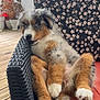 animal, blue_eyes, cozy, cushion, cute, dog, floral_pattern, fluffy, fur, home, nibble, outdoor, paw, pet, puppy, relaxed, tongue_out, wicker_chair, wooden_floor, young_dog