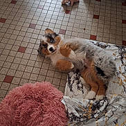 Alma a rejoint le concours — aidez-le/la à gagner de superbes lots ! black, blanket, blue_eyes, brown, cozy, cute, dog, floor, fur, gray, indoor, pet, pink_bed, playful, puppy, resting, stuffed_animal, tile, toy, white