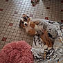 black, blanket, blue_eyes, brown, cozy, cute, dog, floor, fur, gray, indoor, pet, pink_bed, playful, puppy, resting, stuffed_animal, tile, toy, white