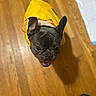 animal, black_dog, canine, coat, companion, cute, dog, domestic_animal, ears_up, flooring, french_bulldog, happy, house, indoor, looking_up, pet, playful, smiling, wooden_floor, yellow_raincoat