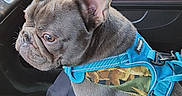 Smokey is registered to the contest to win money with this photo: dog, french_bulldog, car, car_interior, blue_harness, pet, seat, window, ear, snout, leash, curious, animal, domestic_animal, side_view, pet_accessory, canine, seat_cushion, travel, road_trip