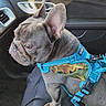 animal, blue_harness, canine, car, car_interior, curious, dog, domestic_animal, ear, french_bulldog, leash, pet, pet_accessory, road_trip, seat, seat_cushion, side_view, snout, travel, window