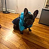 Smokey is registered to the contest to win money with this photo: dog, french_bulldog, puppy, pet, indoor, wooden_floor, blue_jacket, clothing, flooring, door, lamp, furniture, curious, small_dog, animal, canine, house, cozy, domestic, portrait