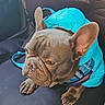 Smokey joined the competition — help win amazing prizes! dog, french_bulldog, blue_jacket, pet, car_seat, seat_cover, betty_boop, animal, canine, indoors, cute, pet_clothing, leash, brown_dog, small_dog, wrinkled_face, ears, sitting, vehicle_interior, closeup