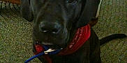 Marley Vangilder joined the competition — help win amazing prizes! puppy, dog, black_dog, indoor, carpet, bandana, pet, animal, cute, young_dog, looking_up, red_bandana, canine, floor, domestic_animal, playful, fur, snout, ears, tail