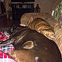 dog, sleeping, couch, brown_dog, black_dog, indoor, blanket, living_room, furniture, pet, resting, cozy, home, nap, canine, companion, domestic_animal, relaxation, animal, fur